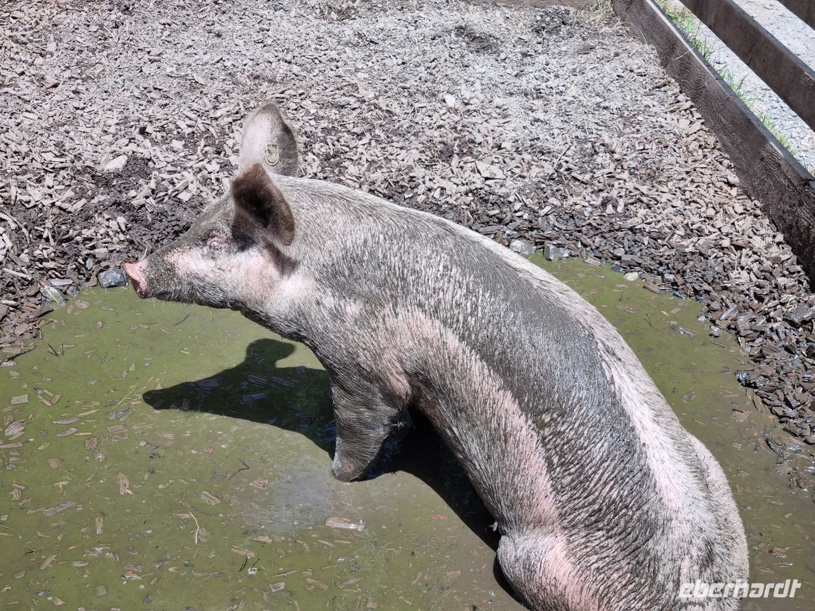 Freilichtmuseum Ballenberg