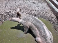 Freilichtmuseum Ballenberg