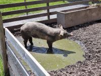 Freilichtmuseum Ballenberg
