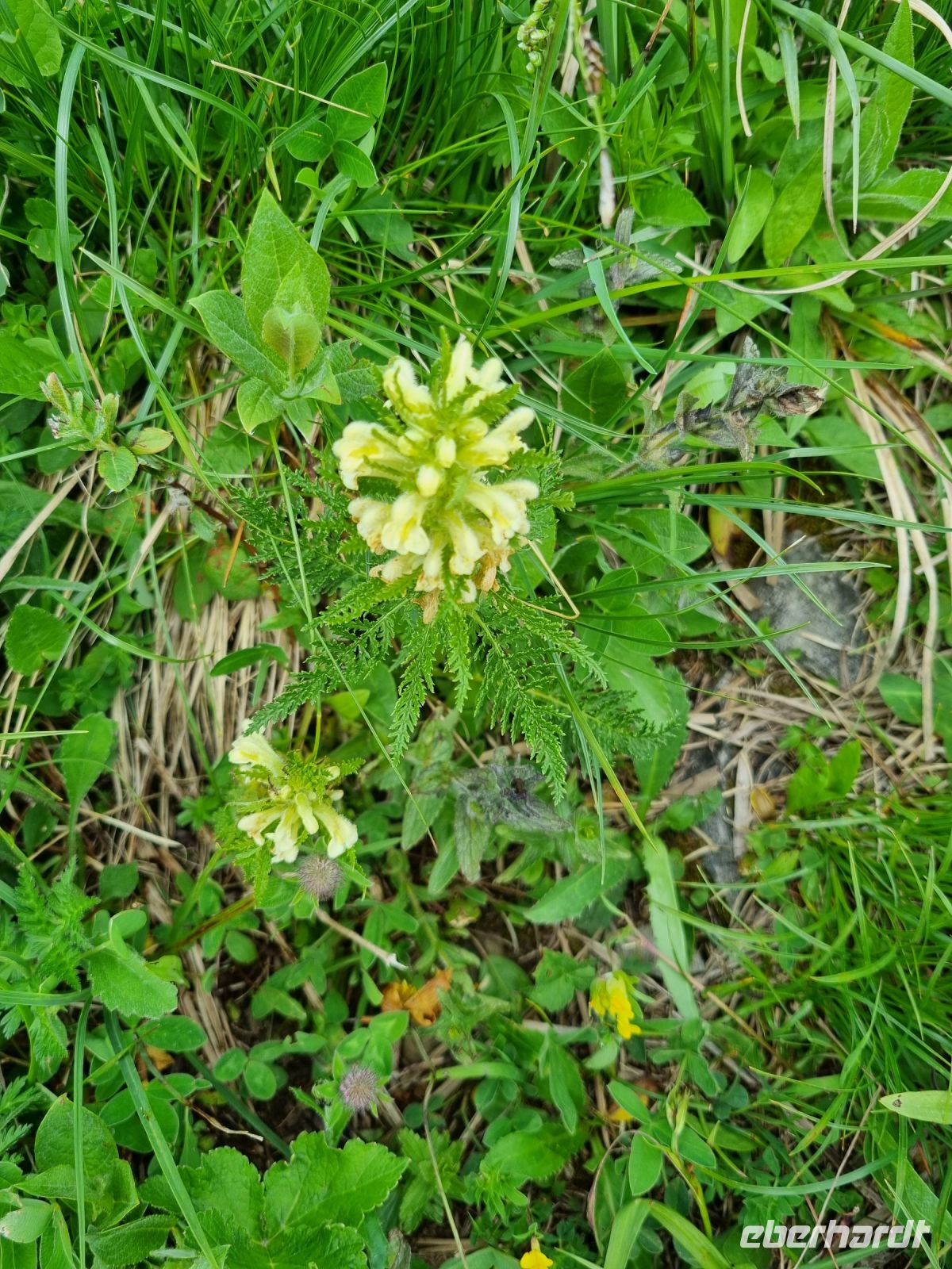 Stanserhorn - Rangerführung mit Edgar... (Blattreiches Läusekraut)