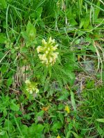 Stanserhorn - Rangerführung mit Edgar... (Blattreiches Läusekraut)
