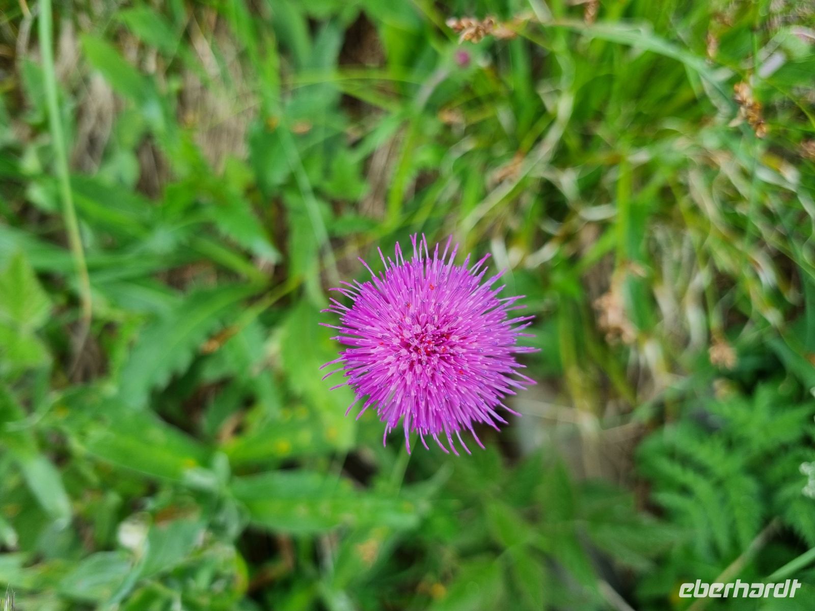 Stanserhorn - Rangerführung mit Edgar... (Alpen-Distel)