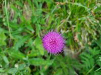 Stanserhorn - Rangerführung mit Edgar... (Alpen-Distel)