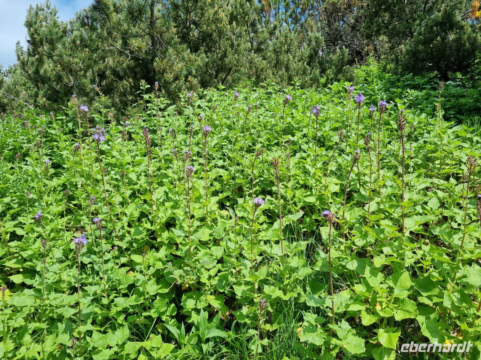 Stanserhorn - Rangerführung mit Edgar... (Alpen-Milchlattich)