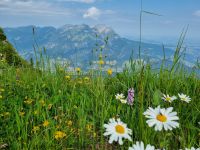 Stanserhorn - Rangerführung mit Edgar...