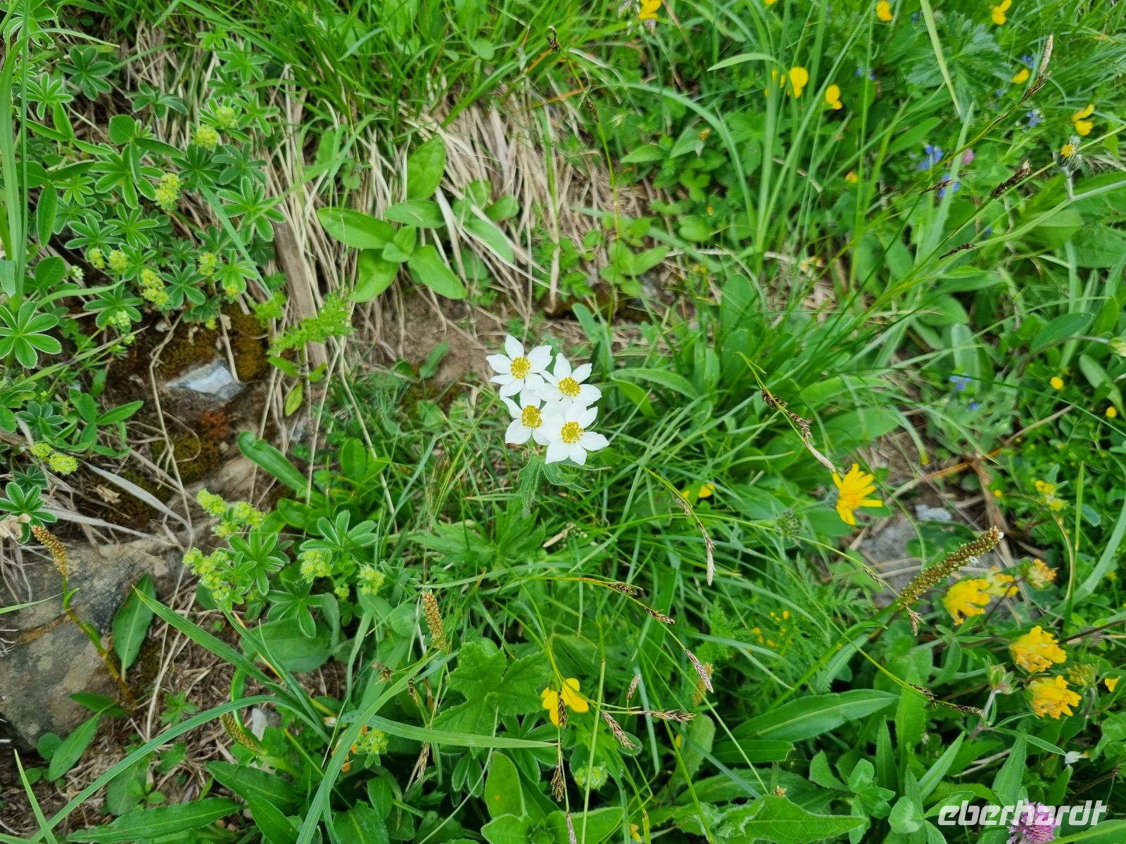 Stanserhorn - Rangerführung mit Edgar... (Berghähnlein)