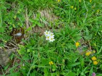 Stanserhorn - Rangerführung mit Edgar... (Berghähnlein)