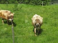 025 Fahrt mit dem Bernina-Express -  Kühe bei Pontresina