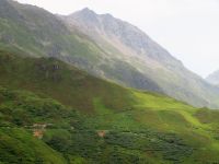 061 Fahrt mit dem Glacier-Express - die Alpenrosen blühen
