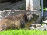 116 Fahrt über den Grimselpass auf dem Pass - Murmeltier