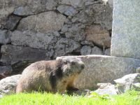 117 Fahrt über den Grimselpass auf dem Pass - Murmeltier