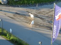 135 Auf der Schwägalp