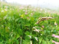 Fahrt mit dem Nostalgiezug auf die Schynige Platte