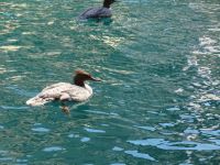 Thun Schweiz - selbst die Enten sehen anders aus