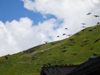 Hitchcock - die Vögel 