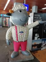 Das Schaf Wolli begrüßt die Gäste von Zermatt 