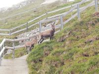 Am Abend kommen die Steinböcke ganz nah