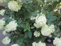 Schraubenhortensien in Luzern