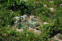 Edelweiß im Alpgarten