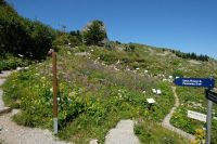 Blick in den Alpgarten