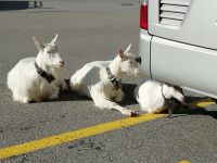 Die Schwägalp-Zügen haben es sich am Bus gemütlich gemacht 