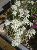 Edelweiss
