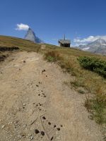 ... auf der Spur der (Schwarzkopf-) Schafe