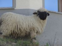 Schwarzkopfschaf am Riffelberg