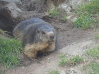 Grimselpass: aufmerksames Murmeltier