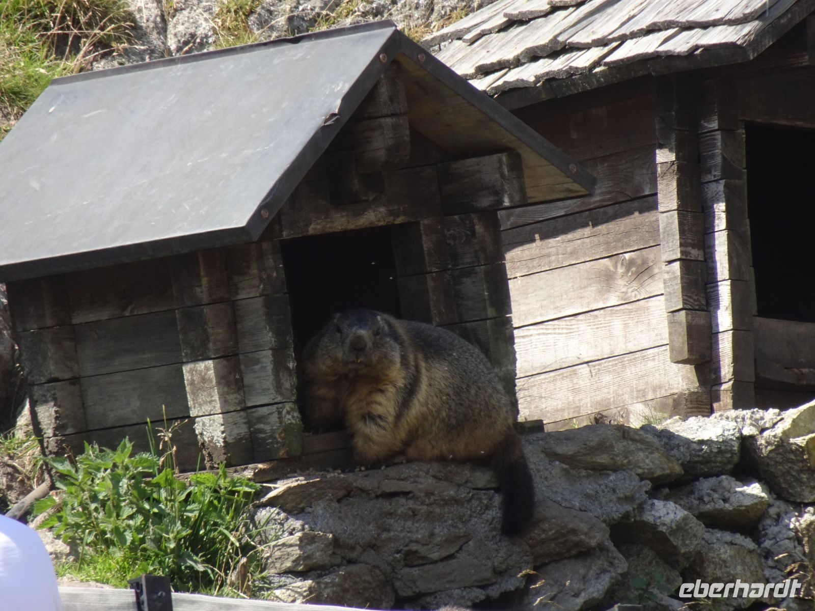 Grimselpass: Murmeltierpark
