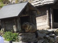 Grimselpass: Murmeltierpark