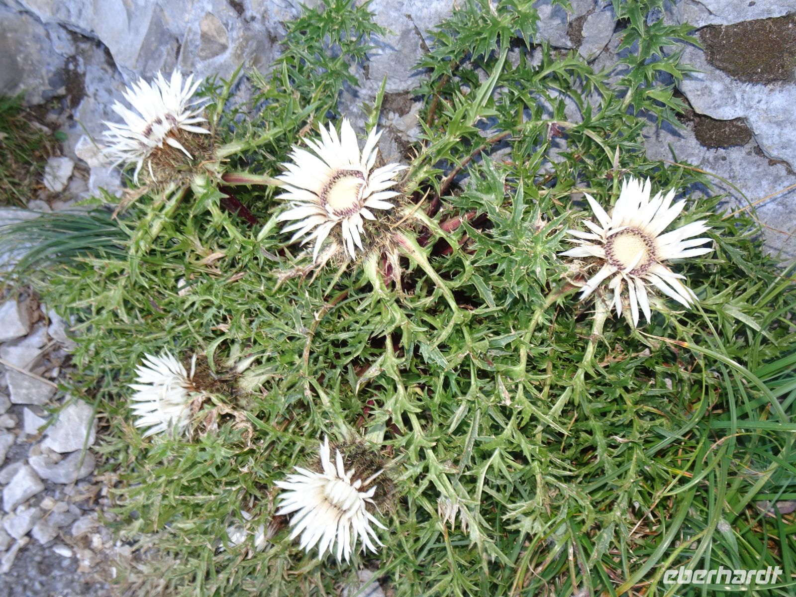 Pilatus - auf dem Blumenpfad