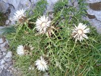 Pilatus - auf dem Blumenpfad