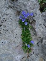 Pilatus - auf dem Blumenpfad