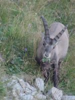 Ein echter fünfjähriger Steinbock...