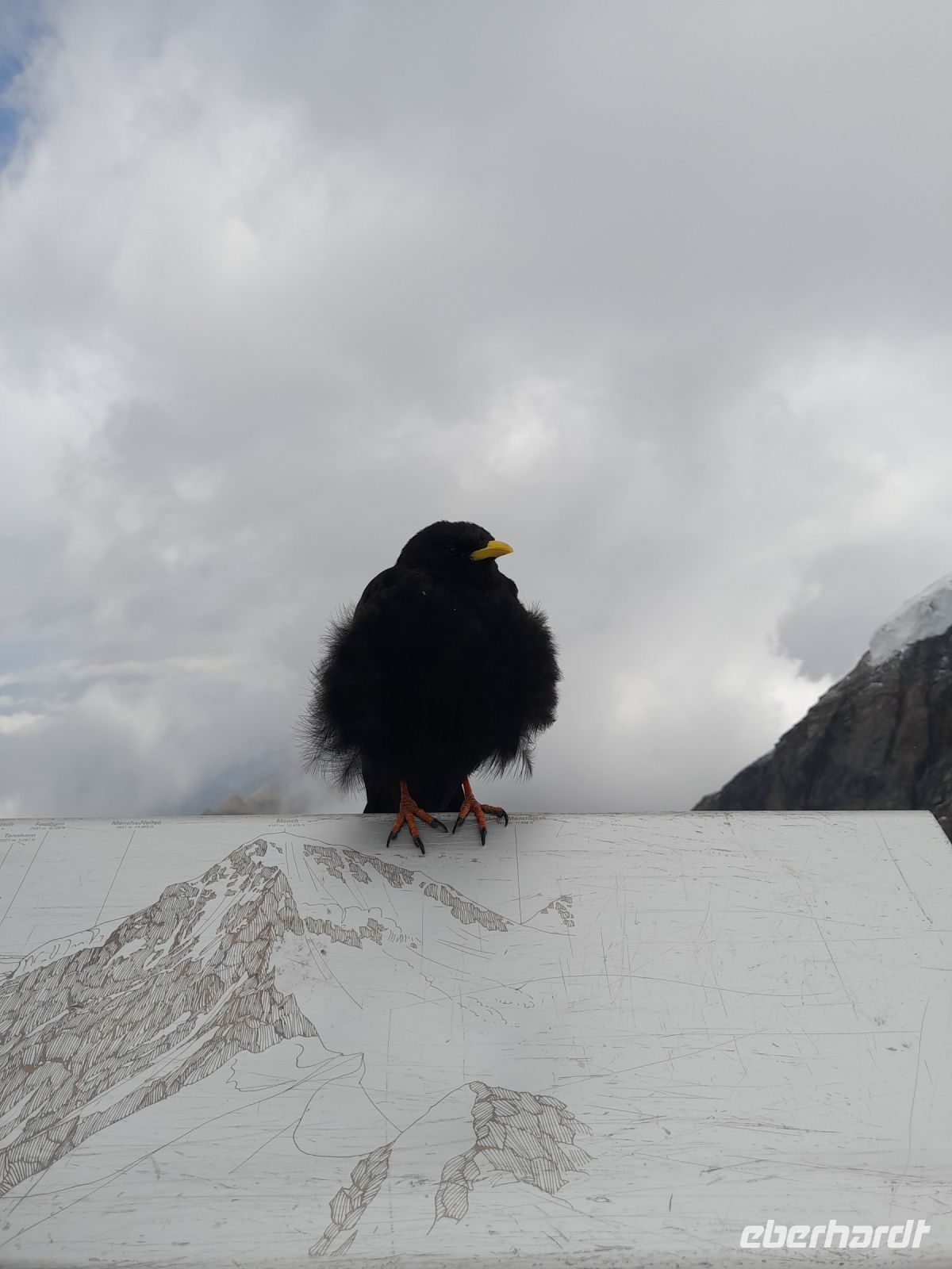 Hungriges Begrüßungskomitee