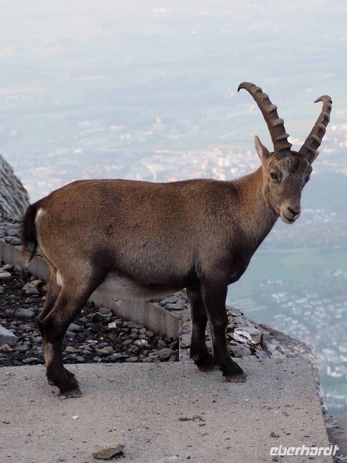 Steinbock auf dem Pilatus