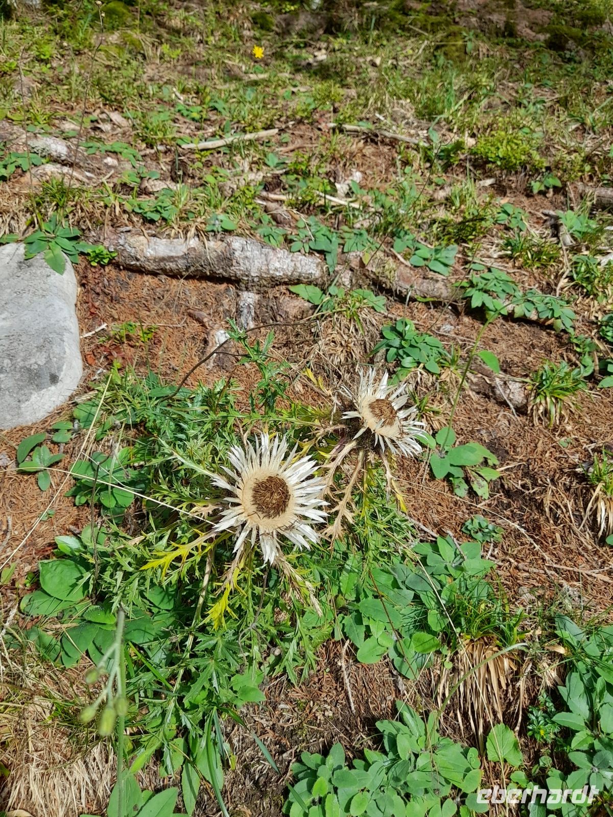 Spaziergang am Säntis