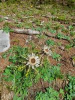 Spaziergang am Säntis