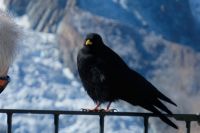 Ein Gast auf dem Gornergrat