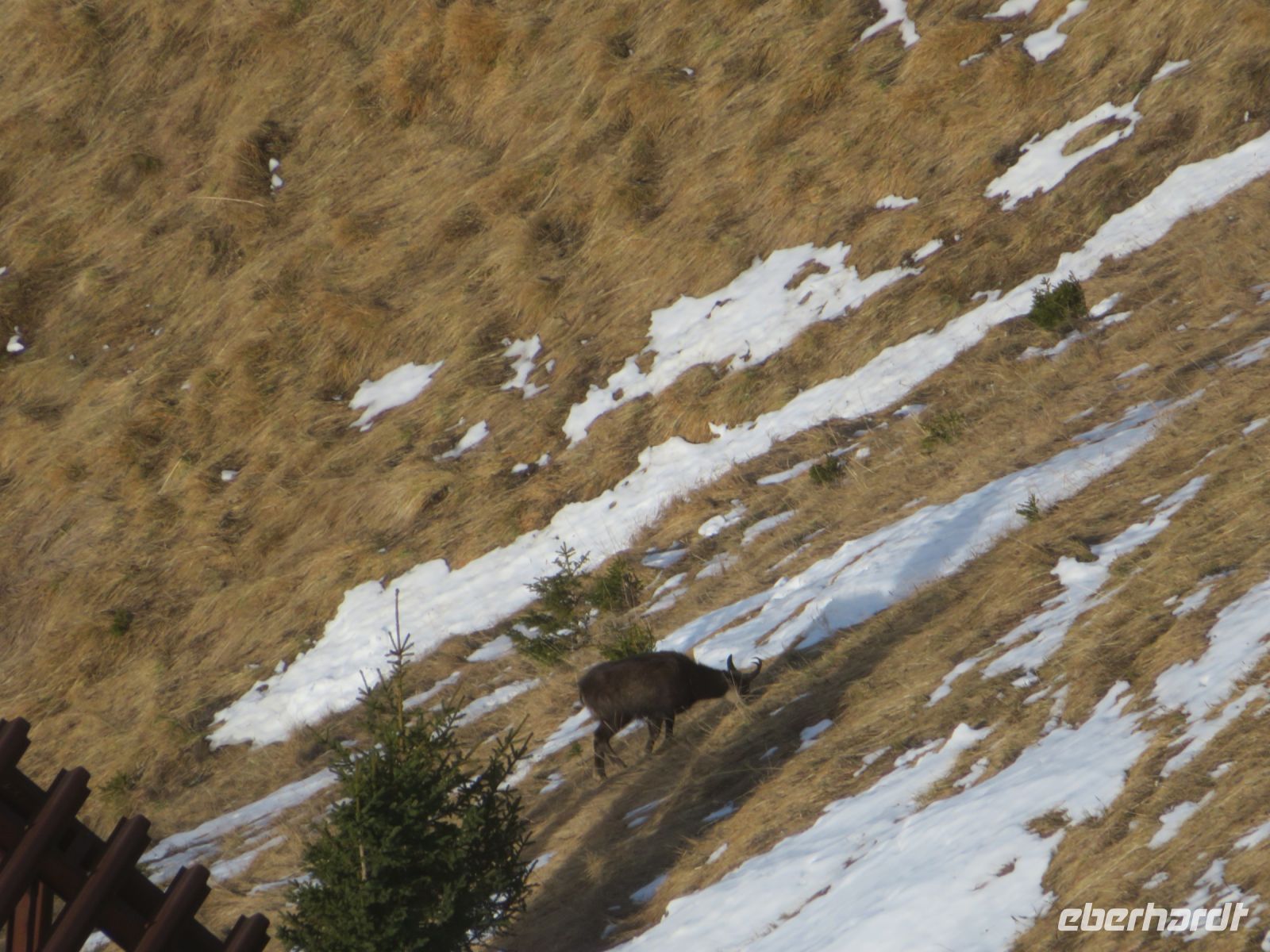 127 Männlichen - Gämsen am Berg