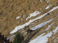 127 Männlichen - Gämsen am Berg