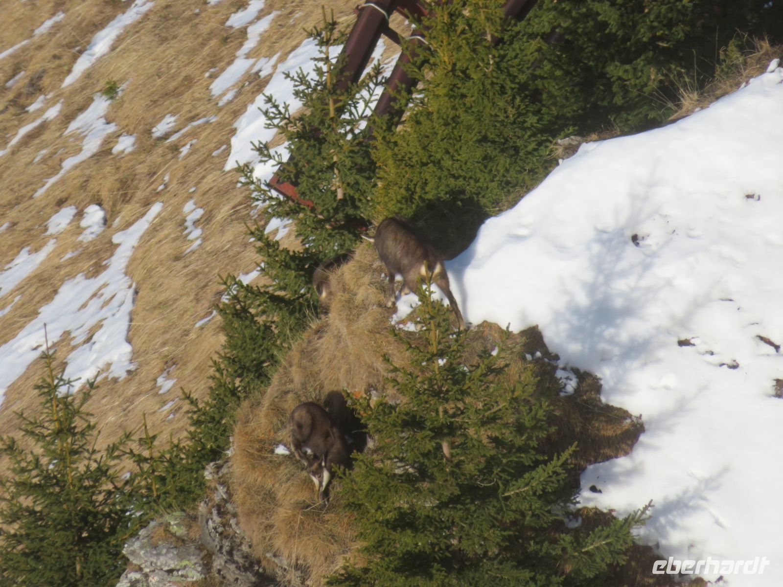 129 Männlichen - Gämsen am Berg