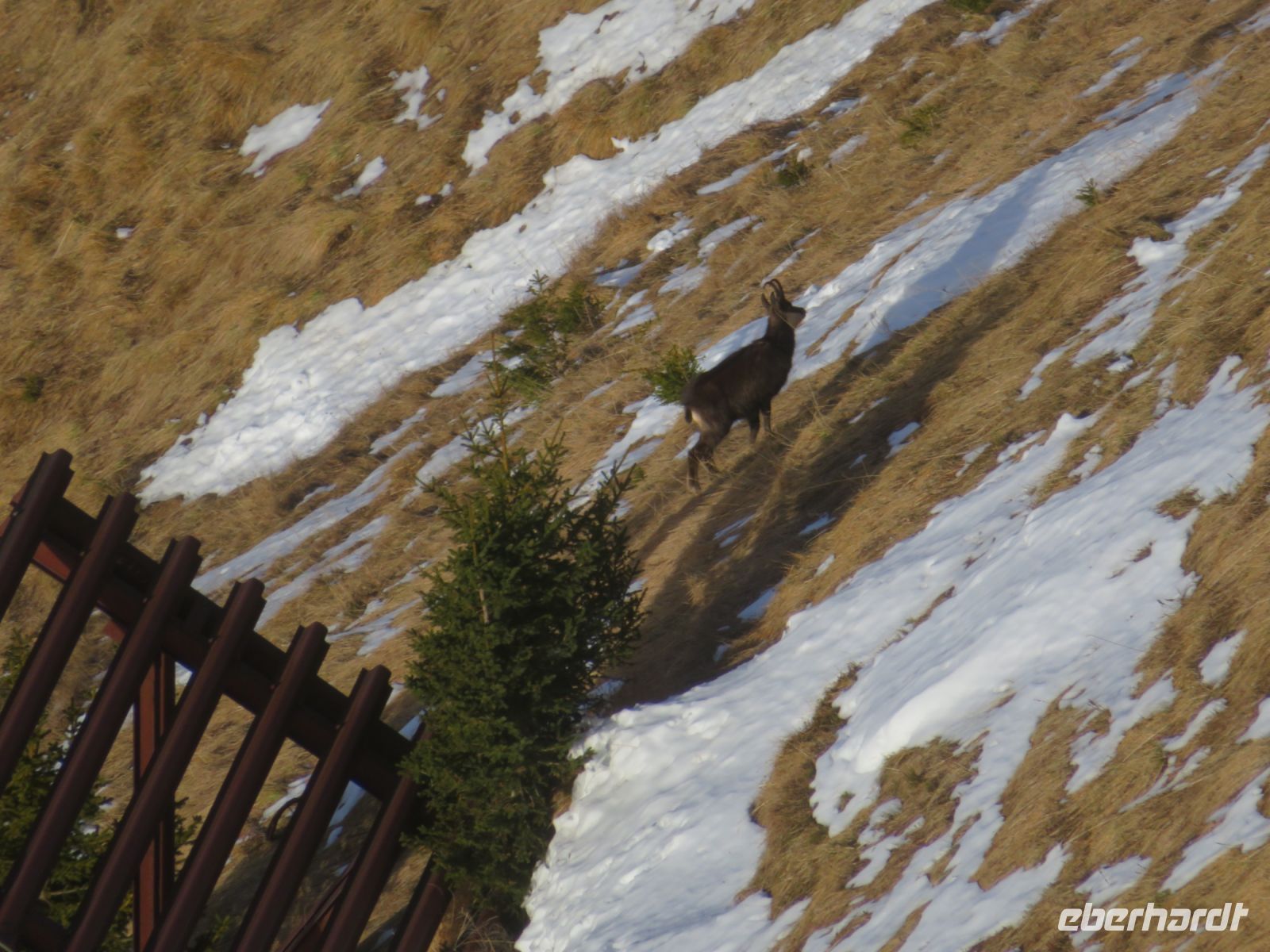 130 Männlichen - Gämsen am Berg
