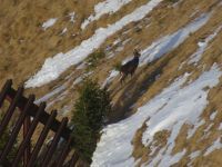 130 Männlichen - Gämsen am Berg