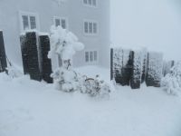 254 Auf der Rigi im Schneesturm