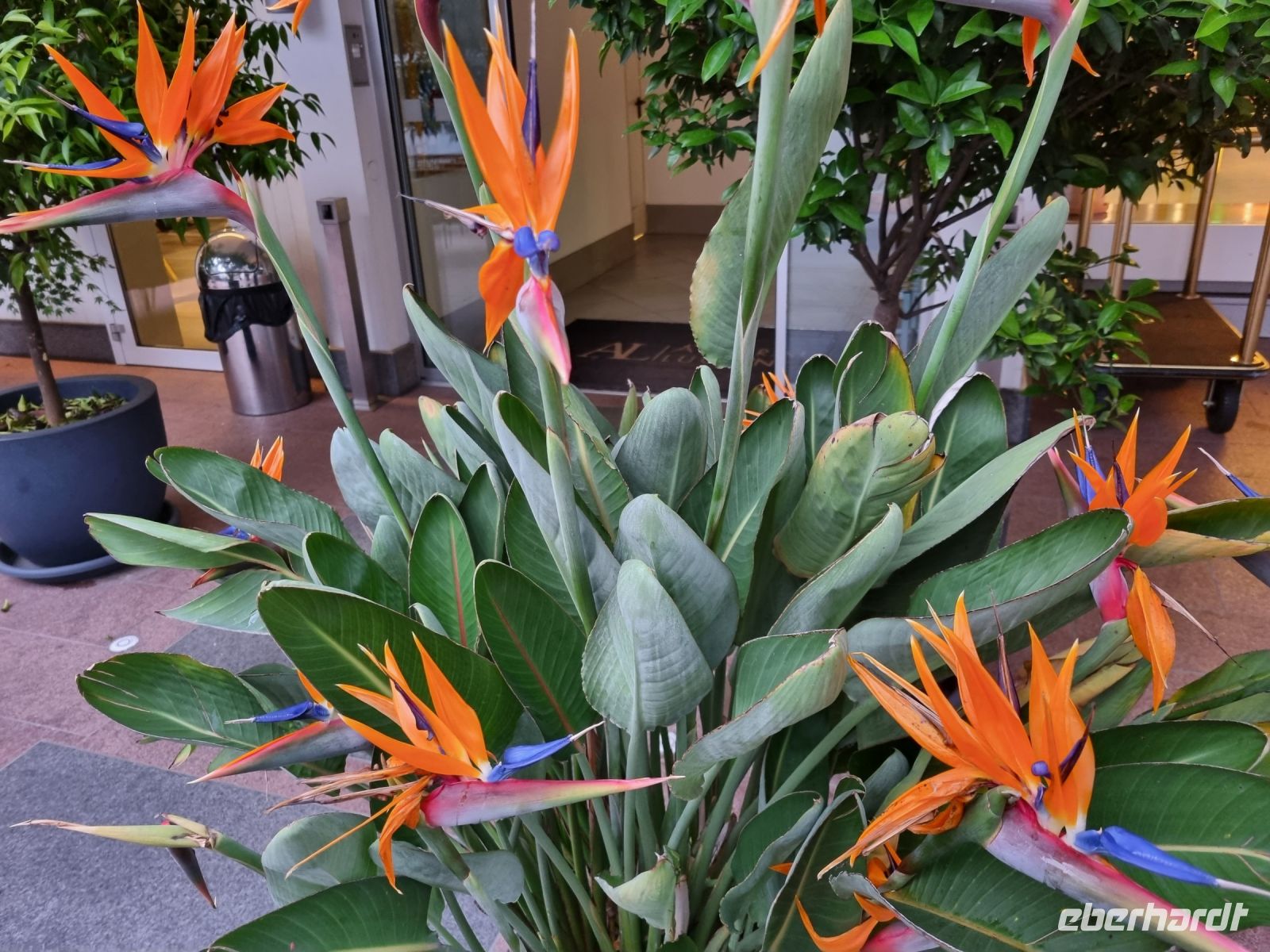 Lugano - Strelitzien vor dem Hotel 