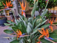 Lugano - Strelitzien vor dem Hotel 