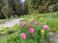 der Alpengarten auf der Schatzalp