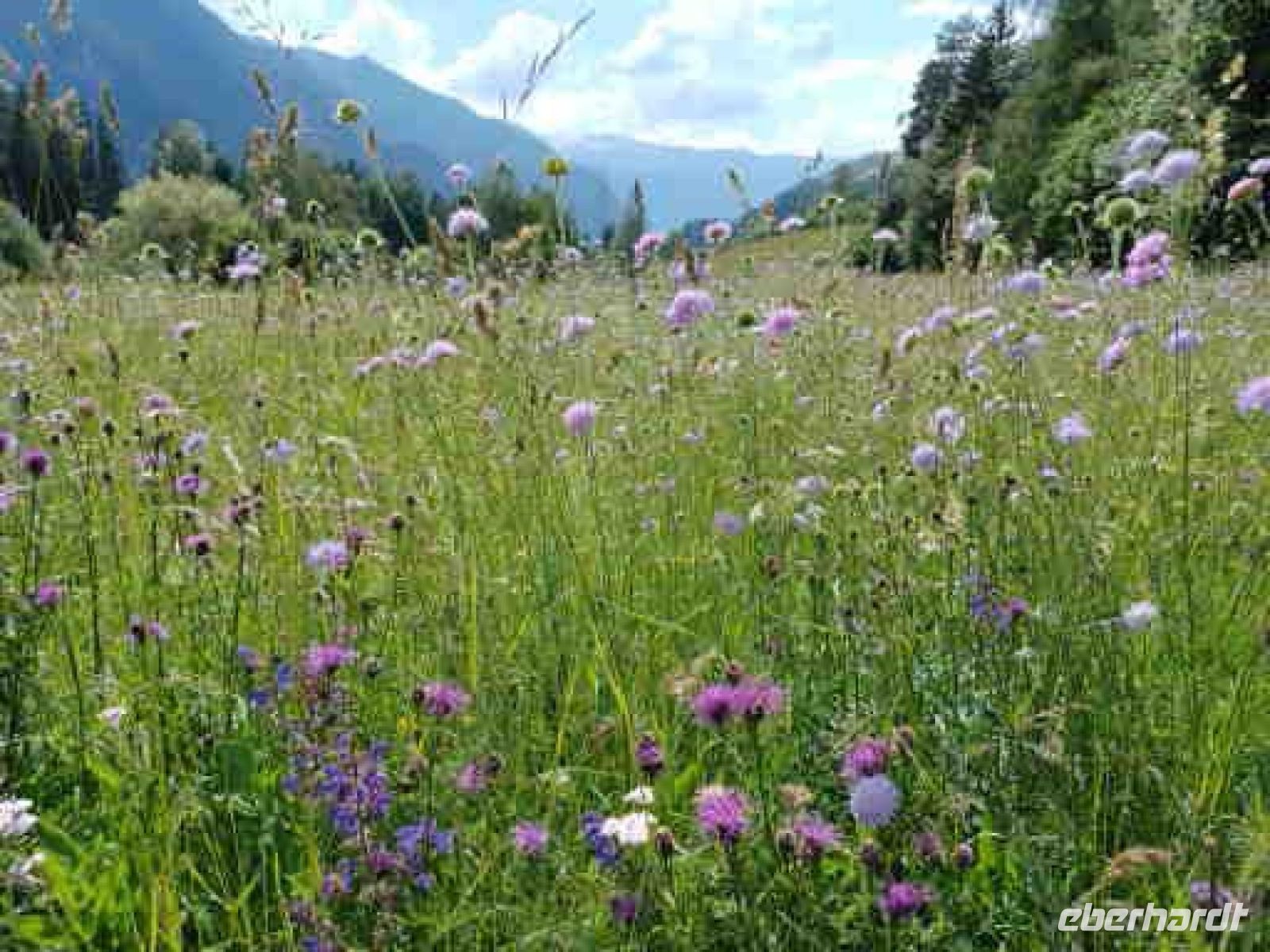 Blumenwiese am Viaduktparkplatz